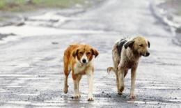 Animali: il Veneto istituisce un fondo per tutelarli e prevenire il randagismo