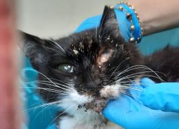 Muore agonizzante.  “Urge il gattile”