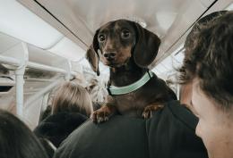 Trenitalia apre le porte ai cani