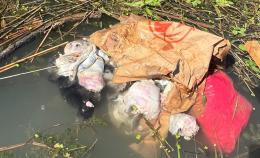 Orrore sul canale,  gattini chiusi in un sacco e lasciati a morire