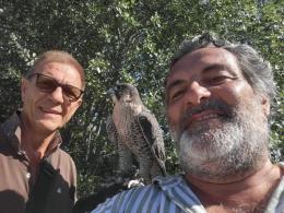 Il falco di Vianelli ritrovato a Sant’Anna