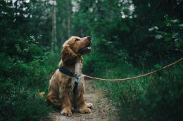 Zecche sul cane: come riconoscerle, rimuoverle e proteggere il tuo amico a quattro zampe