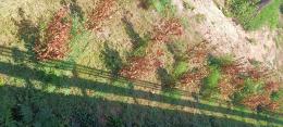 Verde in Oasi di San Felice: l’alloro secco e morto