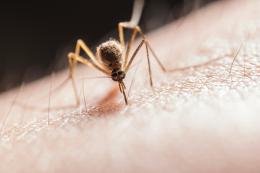 Chikungunya, in arrivo il vaccino