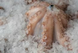 Venezia, maxi sequestro di polpi indopacifici