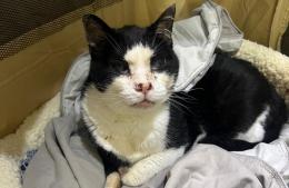 Gatti: è di nuovo allarme