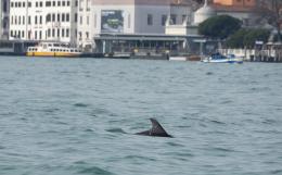 Delfino nel Bacino di San Marco, al via il monitoraggio scientifico