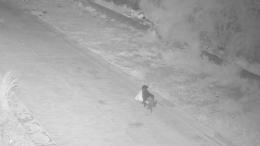 Addestra il cane a gettare i rifiuti illegalmente