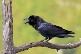 Cavarzere, smarrito un corvo imperiale domestico: appello per ritrovare Ettore