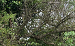 &ldquo;Proteggiamo la storica duna&rdquo;