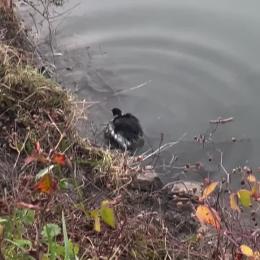 Svassi avvelenati dal gasolio, curato e liberato un esemplare