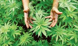Coltiva cannabis in casa, denunciato
