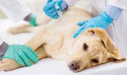 Cani mangiano droga e vanno in overdose, è allarme nel veneziano