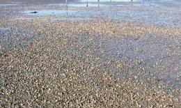 Il mare invade le lagune, strage di vongole