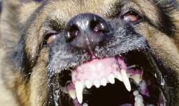 In Veneto aumentano le aggressioni dei cani