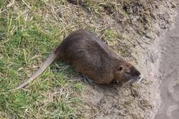 Stanziati fondi regionali per l'eradicazione della nutria