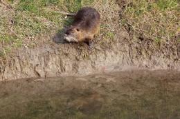 Veneto, al via un piano sperimentale contro le nutrie