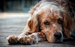 Abbandono estivo degli animali: un’emergenza che continua