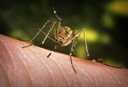 Allerta West Nile in veneto: controlli serrati sul sangue donato