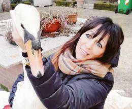 Sparano su un cigno reale, spezzata l'ala