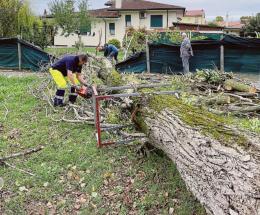 Il pioppo preda della burocrazia