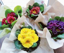 Corso del Popolo invaso dai fiori
