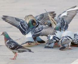Piccioni, scatta la tolleranza zero