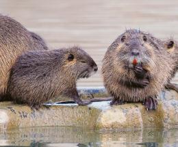 Il Comune dichiara guerra alle nutrie
