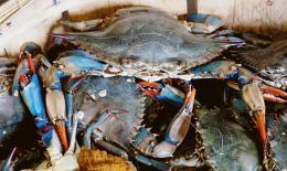 Granchio blu: uno studio di Ca' Foscari nelle lagune di Venezia e Chioggia