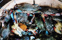 Via libera alla pesca del granchio blu per chiunque