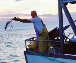 Premiata la vongola lupino