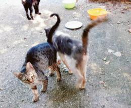 “Gattile, solo promesse social”
