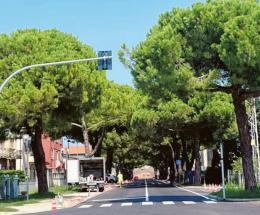 Albero abbattuto: “Era pericoloso”
