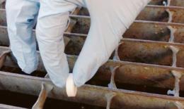 Zanzare, parte la campagna