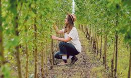 54 nuovi alberi per la città