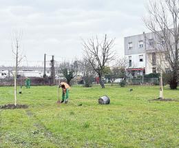 Altri 54 alberi piantati in citt&agrave; grazie a WikiScuola