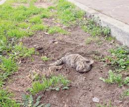 Gatto sepolto davanti alla scuola
