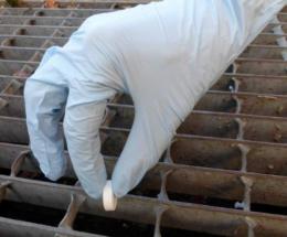 Zanzare, da gioved&igrave; le pastiglie