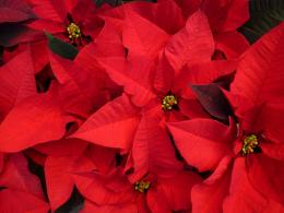 Stelle di Natale: L'essenza della decorazione natalizia