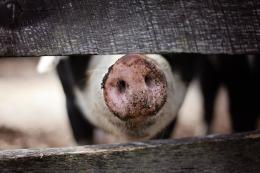 Aggiornati i criteri per il risarcimento dei danni causati dai grandi carnivori alle produzioni agricole e apistiche