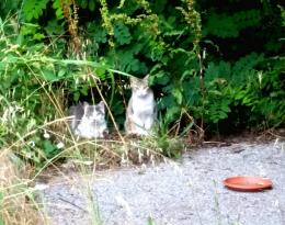Gatti abbandonati, il volontariato si arrende