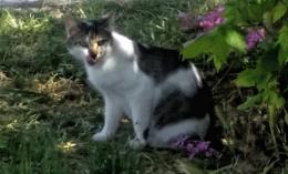 Venezia, pubblicato il bando per i contributi alle associazioni che si occupano delle colonie feline