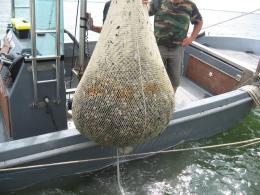 Canoni demaniali marittimi, l'aumento pesa sulla molluschicoltura