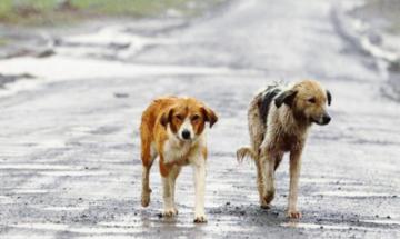 Animali: il Veneto istituisce un fondo per tutelarli e prevenire il randagismo