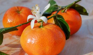 Riparte #OrangeConfagri: le clementine di Confagricoltura Donna contro la violenza sulle donne