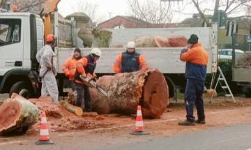 Amico giardiniere contro gli abbattimenti