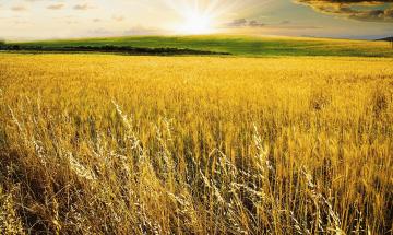 Welfare sicurezza e futuro dell&rsquo;agricoltura