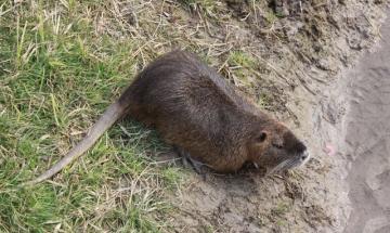Nutrie, al via controlli e catture