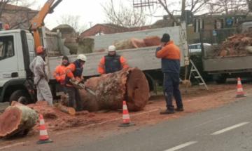 Incontro pubblico per parlare del taglio degli alberi