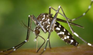 Ricomincia la guerra alle zanzare